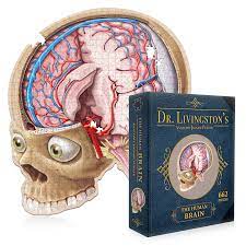 Dr Livingston's Anatomy Jigsaw Puzzle The Human Brain 662 Pieces